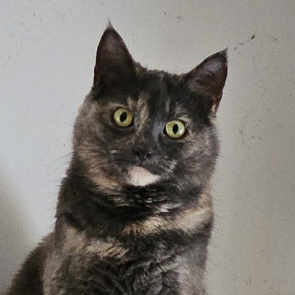 Meet your Posher, Claire - Picture 1 of 1